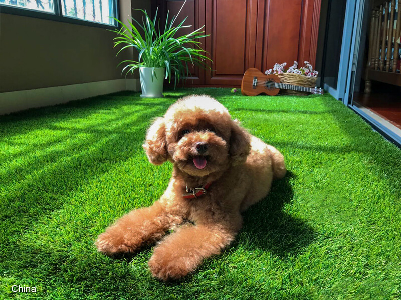 artificial-grass-for-pets-in-balcony