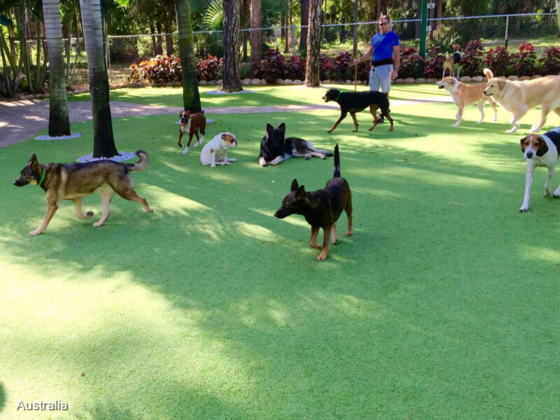 artificial-grass-for-pets-in-commercial-pet-facilities